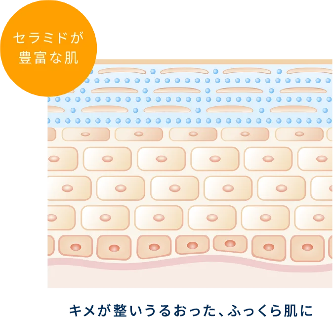 セラミドが豊富な肌 キメが整いうるおった、ふっくら肌に
